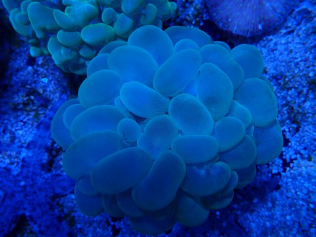 Bubble Coral Indo Green-6978