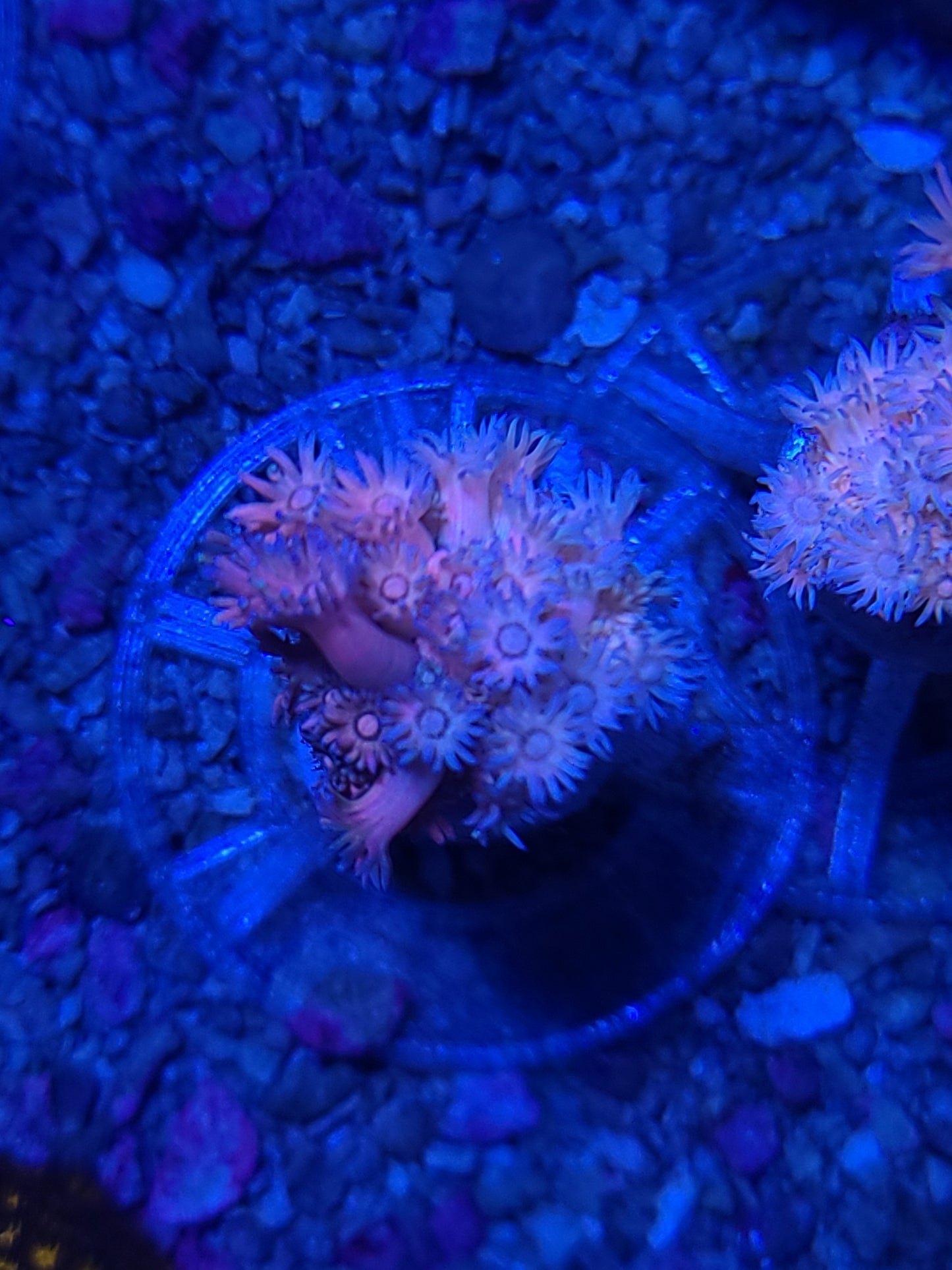 Indo Cultured Unique Rainbow Goniopora Frags