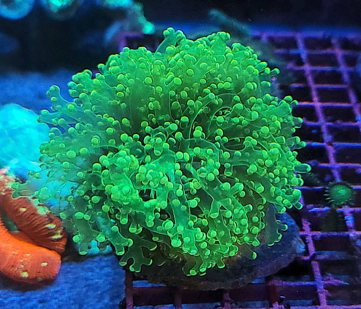 Indo Cultured Ultra Unique Yellow Octo Frogspawn Colony