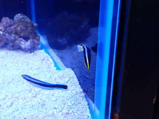 Wrasse Cleaner Bicolor