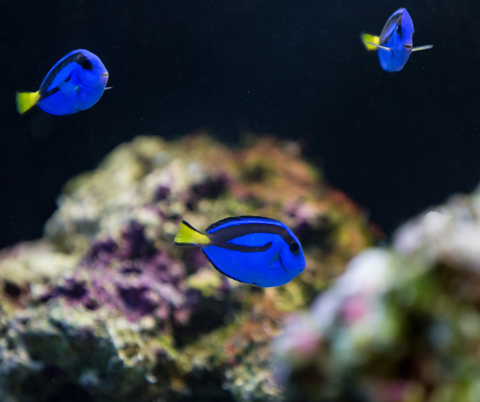 Blue (Hippo) Tang Sm