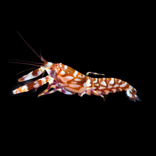 Pistol Shrimp (SKU 99779)