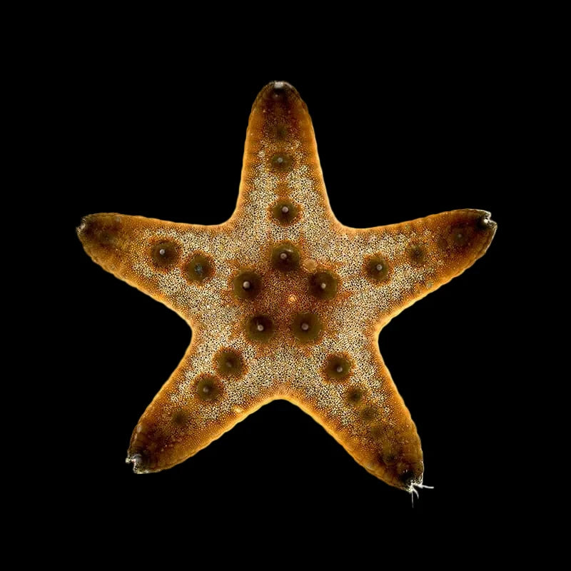Chocolate Chip Star - Protoreaster nodosus