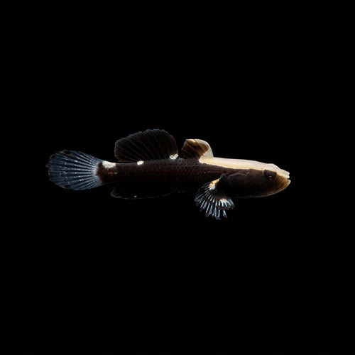 White Cap Goby