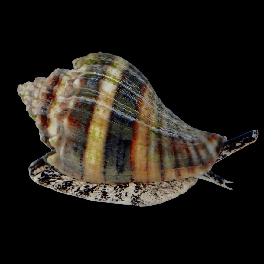 Crown Sand Conch