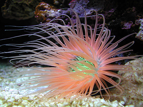 Tube Anemone (SKU 3514)