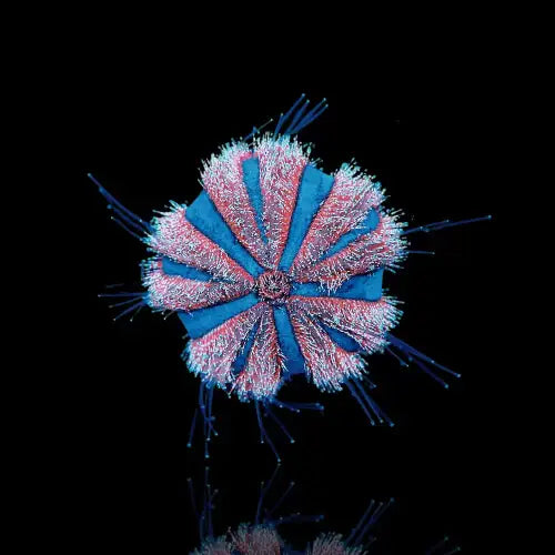 Urchin Tuxedo Mespilia Globulus